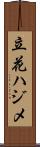 立花ハジメ Scroll