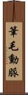 筆毛動脈 Scroll