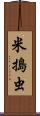 米搗虫 Scroll