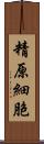 精原細胞 Scroll