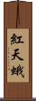 紅天蛾 Scroll