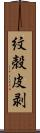 紋殻皮剥 Scroll