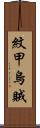 紋甲烏賊 Scroll