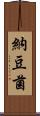 納豆菌 Scroll