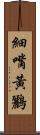 細嘴黃鸝 Scroll