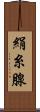 絹糸腺 Scroll