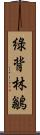 綠背林鶲 Scroll