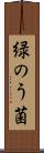 緑のう菌 Scroll
