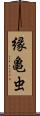 縁亀虫 Scroll