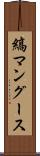 縞マングース Scroll