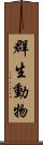 群生動物 Scroll