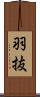 羽抜 Scroll