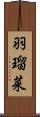 羽瑠菜 Scroll