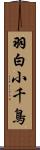 羽白小千鳥 Scroll