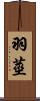 羽莖 Scroll