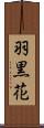 羽黒花 Scroll