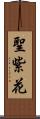 聖紫花 Scroll