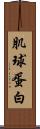肌球蛋白 Scroll