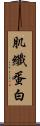 肌纖蛋白 Scroll