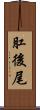 肛後尾 Scroll