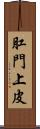 肛門上皮 Scroll