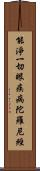 能淨一切眼疾病陀羅尼經 Scroll
