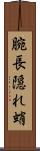 腕長隠れ蛸 Scroll