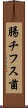腸チフス菌 Scroll