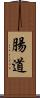 腸道 Scroll