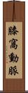 膝窩動脈 Scroll