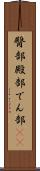 臀部 Scroll