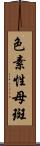 色素性母斑 Scroll
