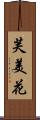 芙美花 Scroll