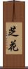 芝花 Scroll