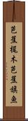 芭蕉梶木 Scroll