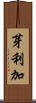 芽利加 Scroll