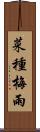 菜種梅雨 Scroll
