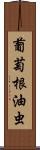 葡萄根油虫 Scroll