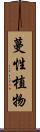 蔓性植物 Scroll
