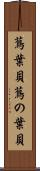 蔦葉貝 Scroll