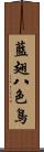 藍翅八色鳥 Scroll
