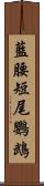 藍腰短尾鸚鵡 Scroll