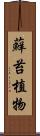 蘚苔植物 Scroll