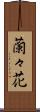 蘭々花 Scroll