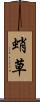 蛸草 Scroll