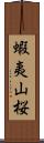 蝦夷山桜 Scroll