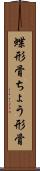 蝶形骨 Scroll