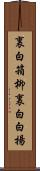 裏白箱柳 Scroll