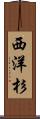 西洋杉 Scroll