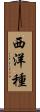 西洋種 Scroll